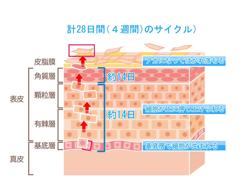 肌の仕組みを図解